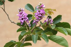 Lonchocarpus sericeus